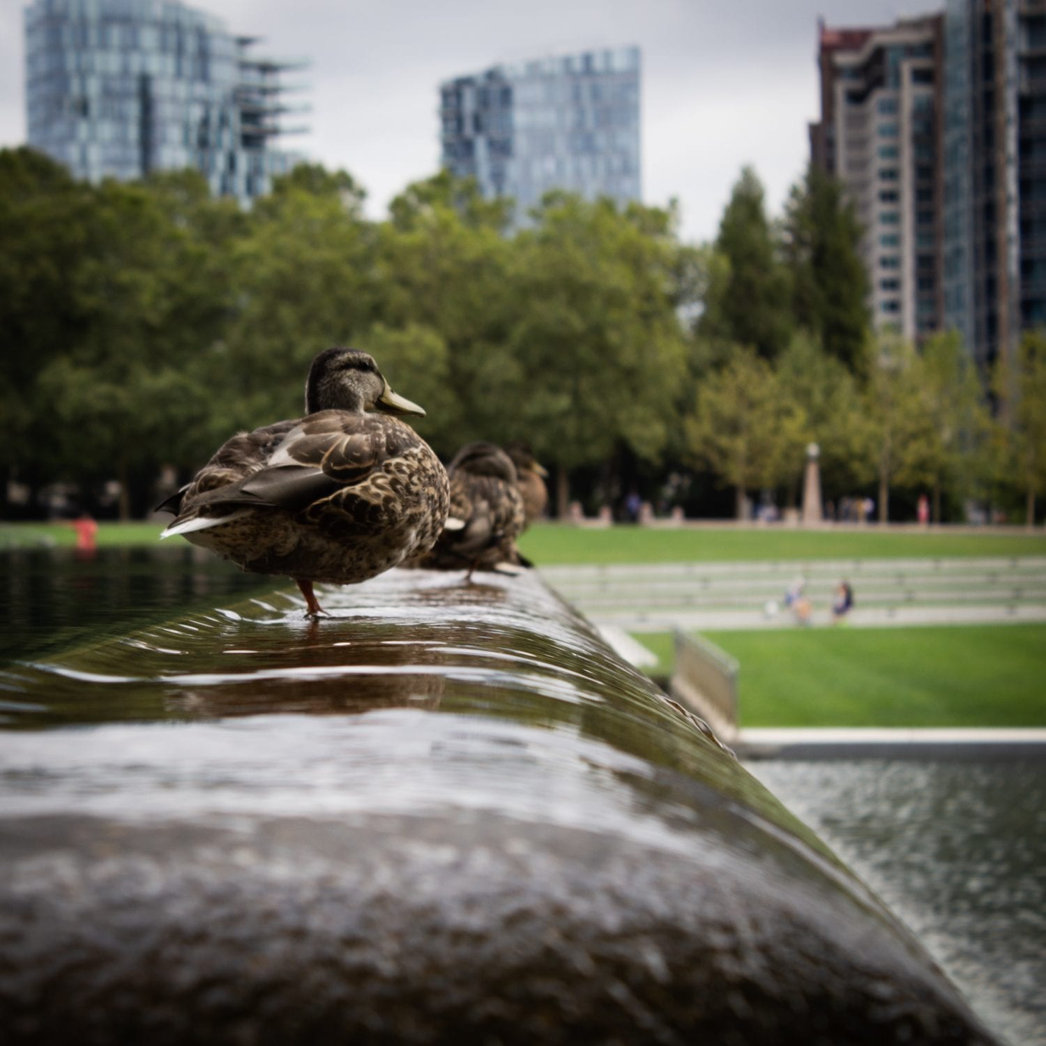Ellen F. Speaking at the 29th Bellevue Anniversary, Bellevue, NE, 1/20/2001