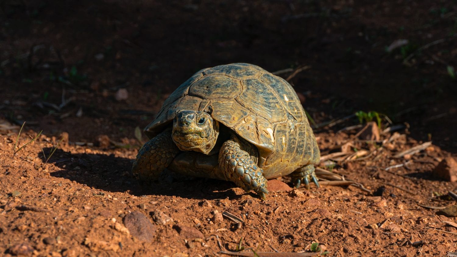 Bob D. from Las Vegas, NV -West Valley Roundup – Goodyear, AZ – 4/13/2003