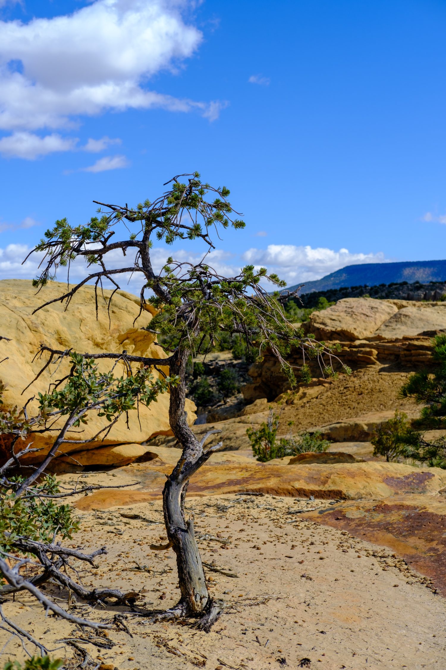 Velma S. From: Ft. Defiance, AZ. Native American Al-Anon Conference 4/13/2018 Santa Fe, NM.