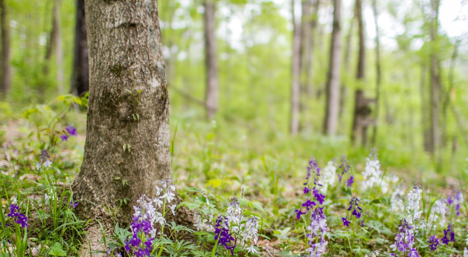 Norman H. from Florence, SC – 12th Tri-State Conference – Gilbertsville, KY – 11/4/1972