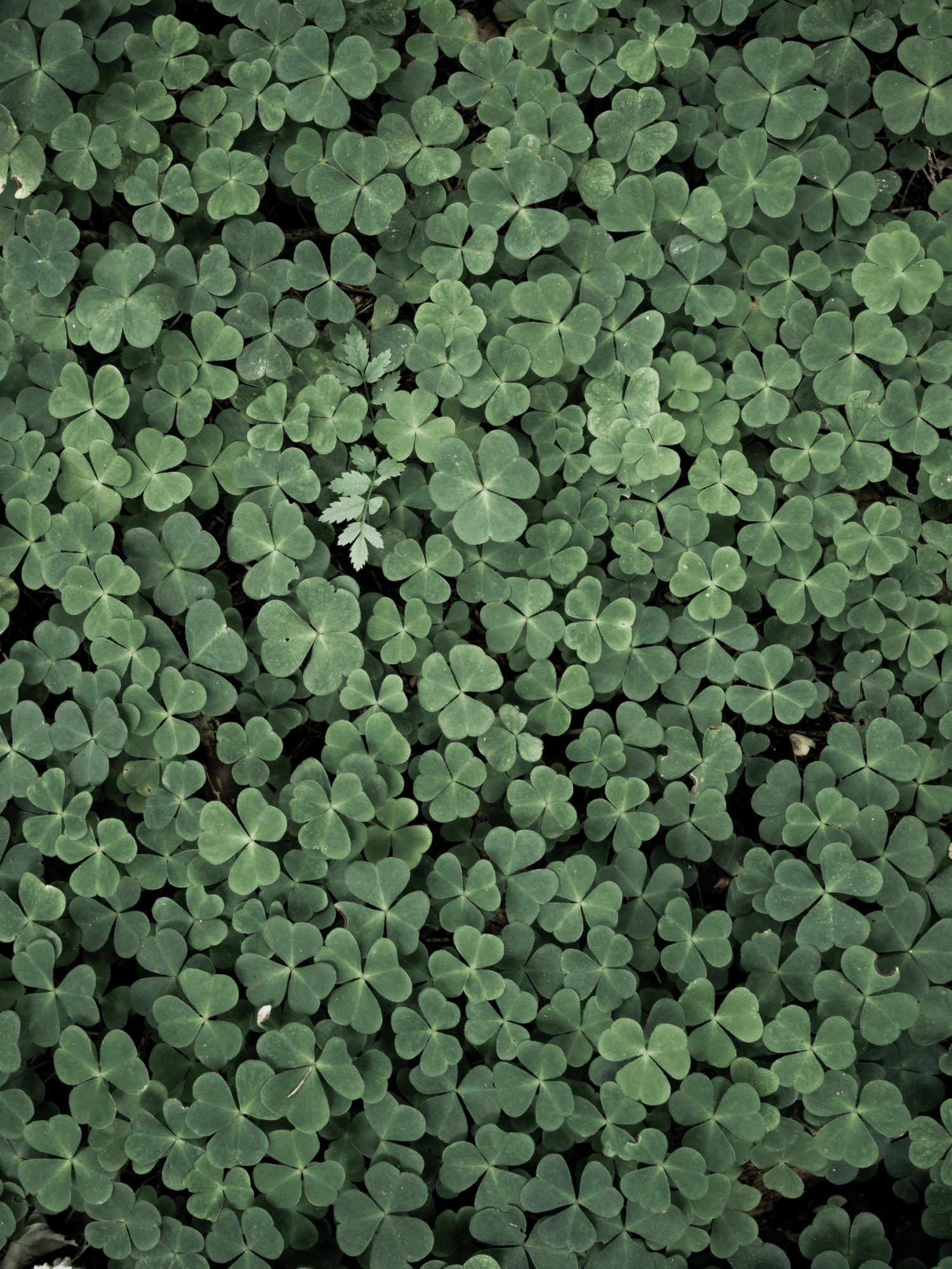 Al-Anon 12 Steps Come Alive