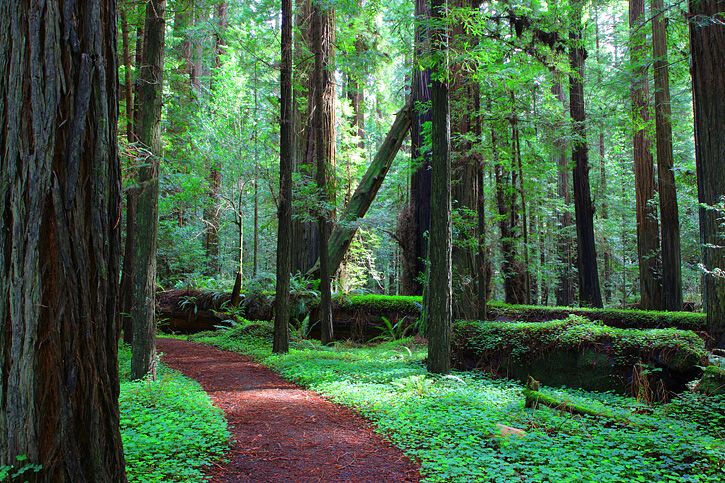 Chad P. from Austin, TX – Redwood Coast Roundup – Fortuna, CA – 8/30/2013