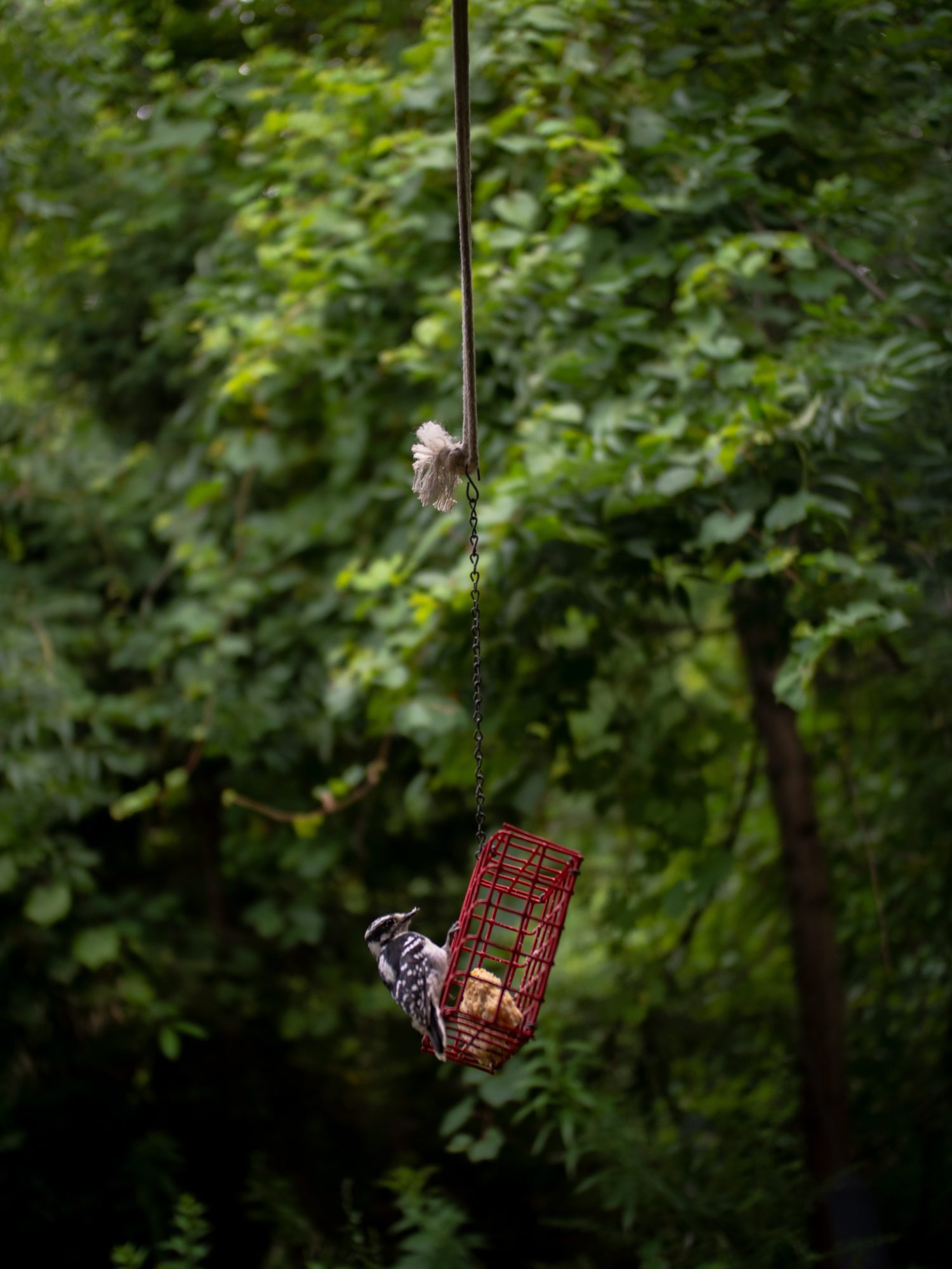 26th SE Conf Rev Tom L 7-3-70