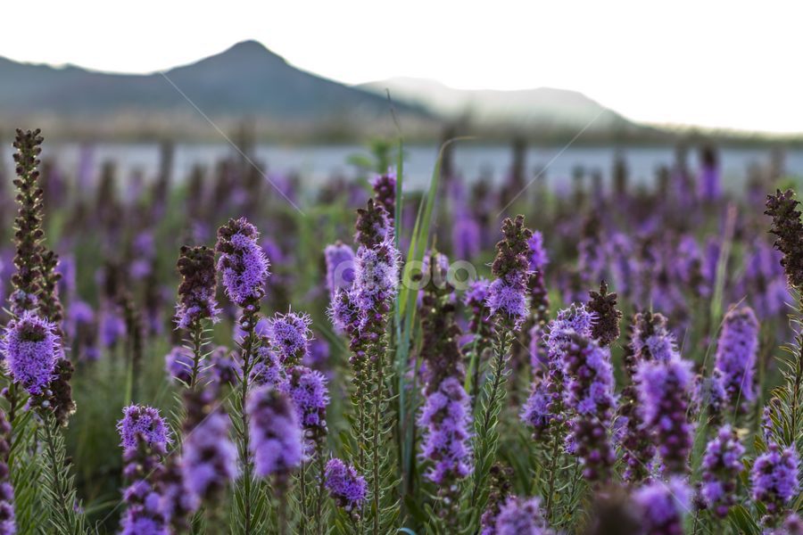 Elsa C. From: Laguna Beach, CA. – Oklahoma State AFG Conference 10/15/1985