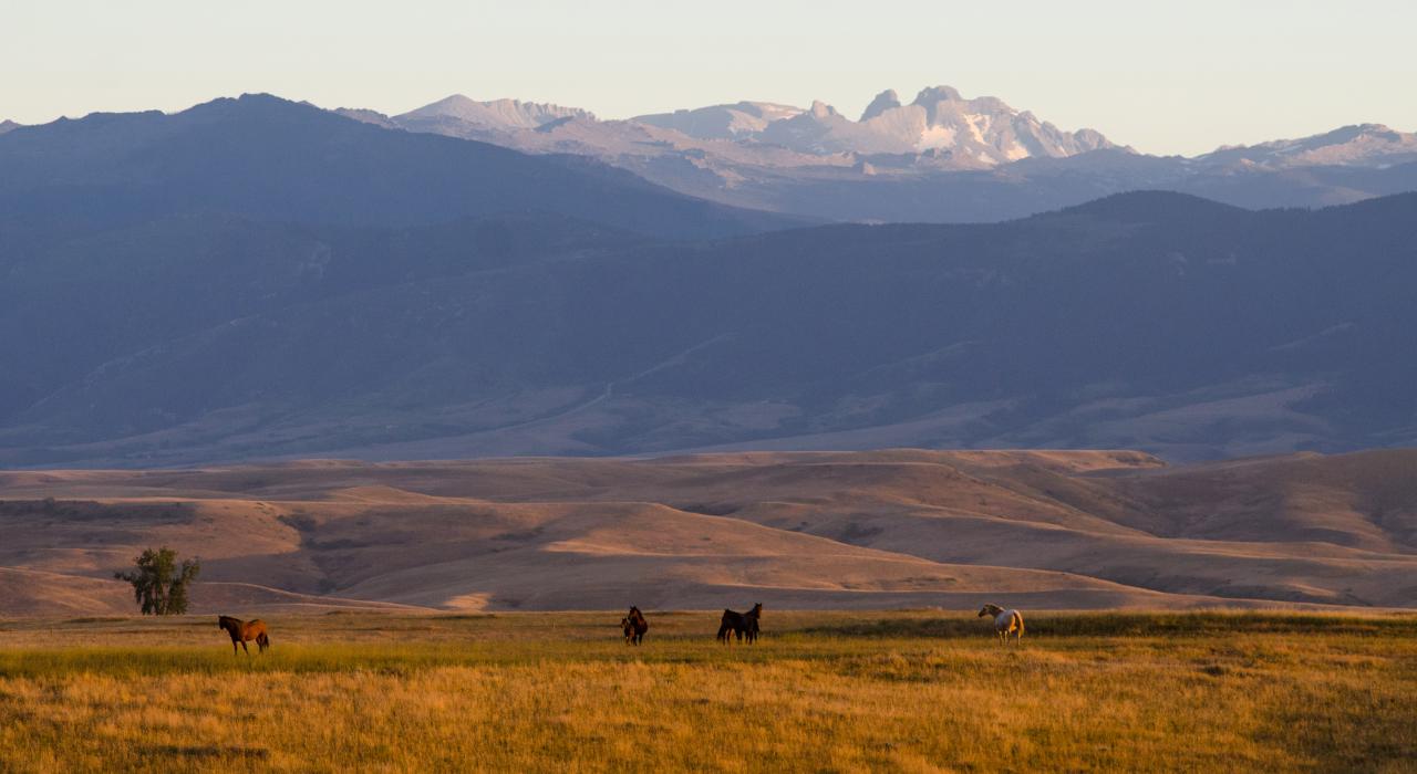 Elsa C. (AFG) from Laguna Beach, CA – Sheridan, WY – 4/14/1979