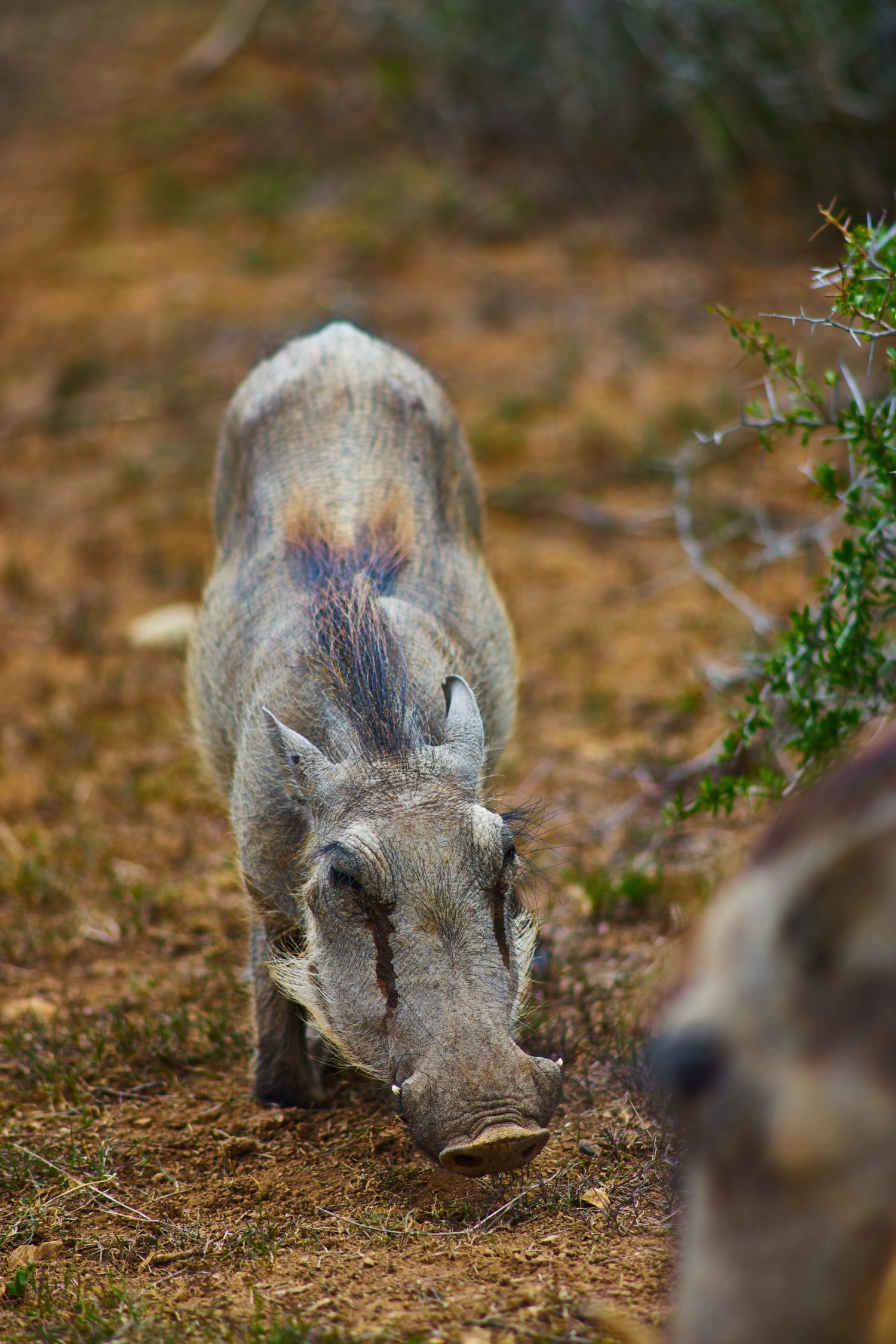 Rich M. from Scottsdale, AZ -SRI Summer Roundup – Scottsdale, AZ – 8/14/2004