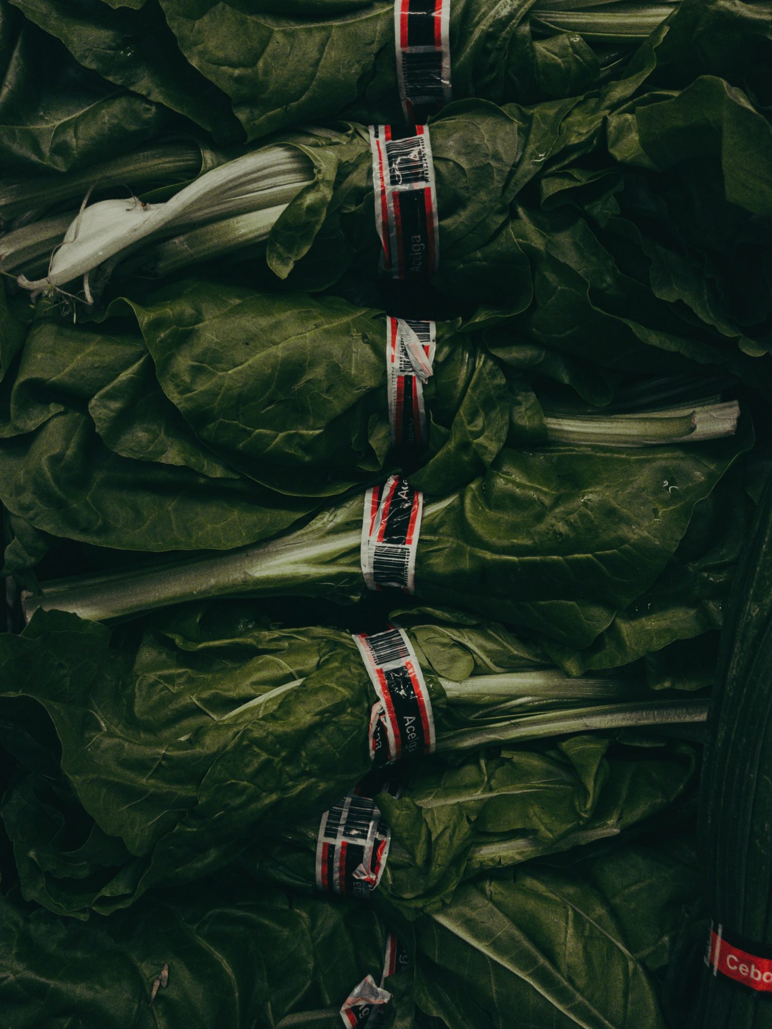 Peggy M., Bellevue, NE -Buffalo City Roundup, Jamestown, ND 11/17/96