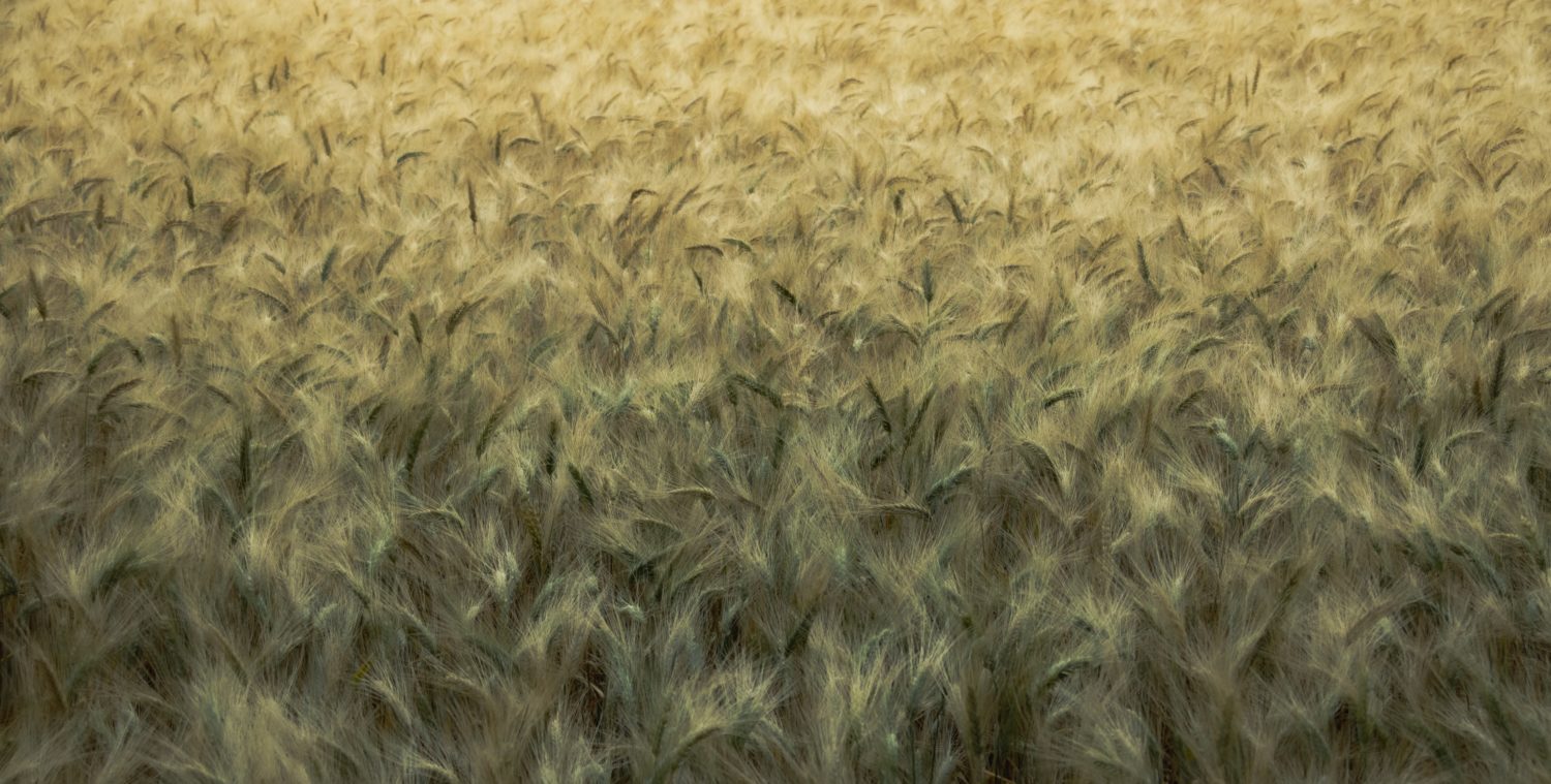 Lou J. from Ladera Heights, CA -Family South Bay Roundup – South Bay, CA – 5/29/2005