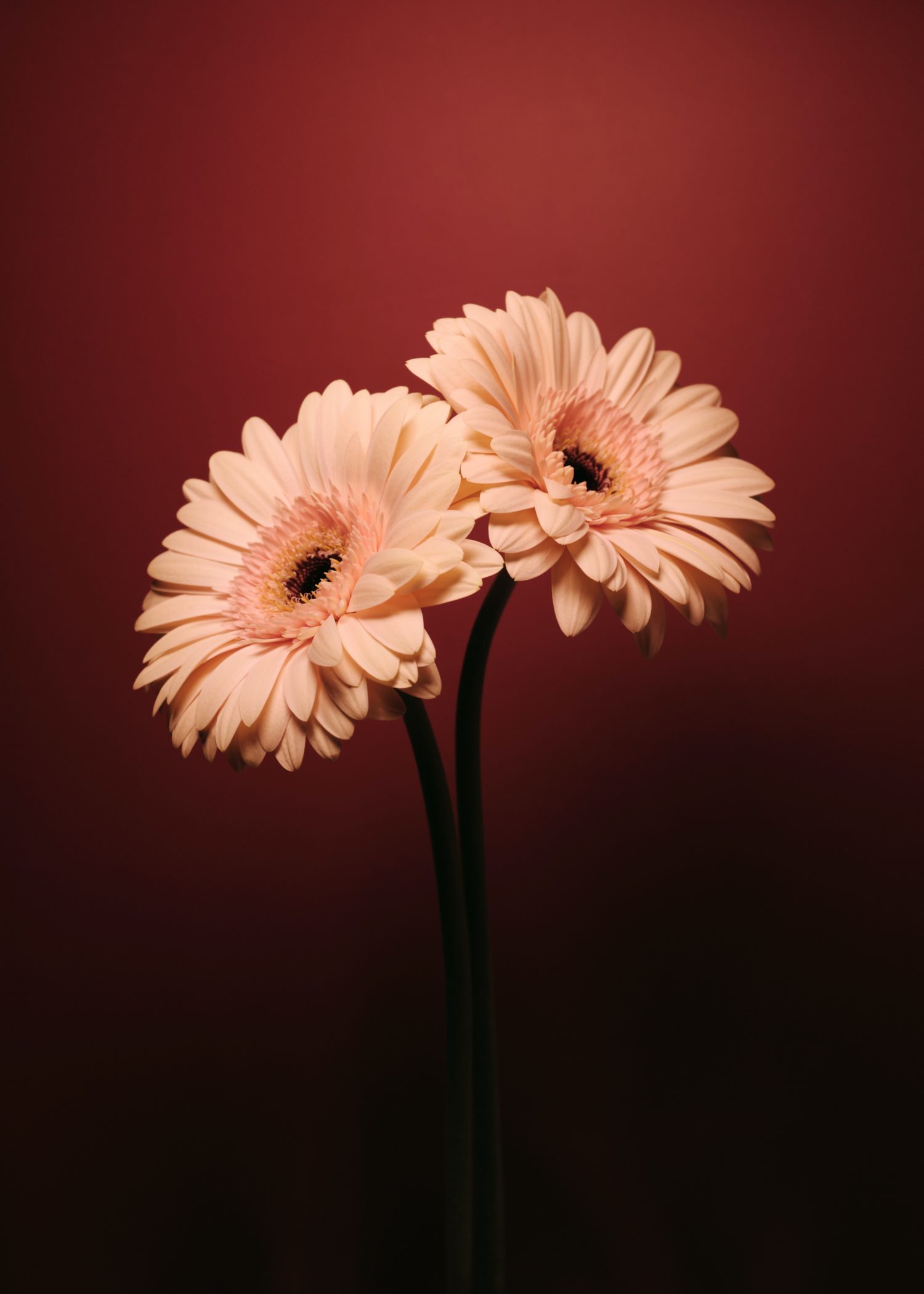 Walt C. from Loveland, CO – SW Kansas Area Conv., Garden City, KS – 1/11/2002