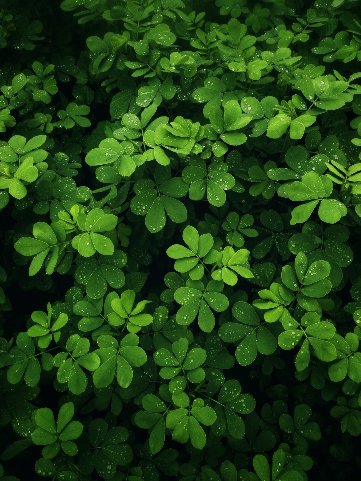 Chuck C. from Laguna Beach, CA. – Arkansas State Convention – Hot Springs, AR. – 8/7/1971