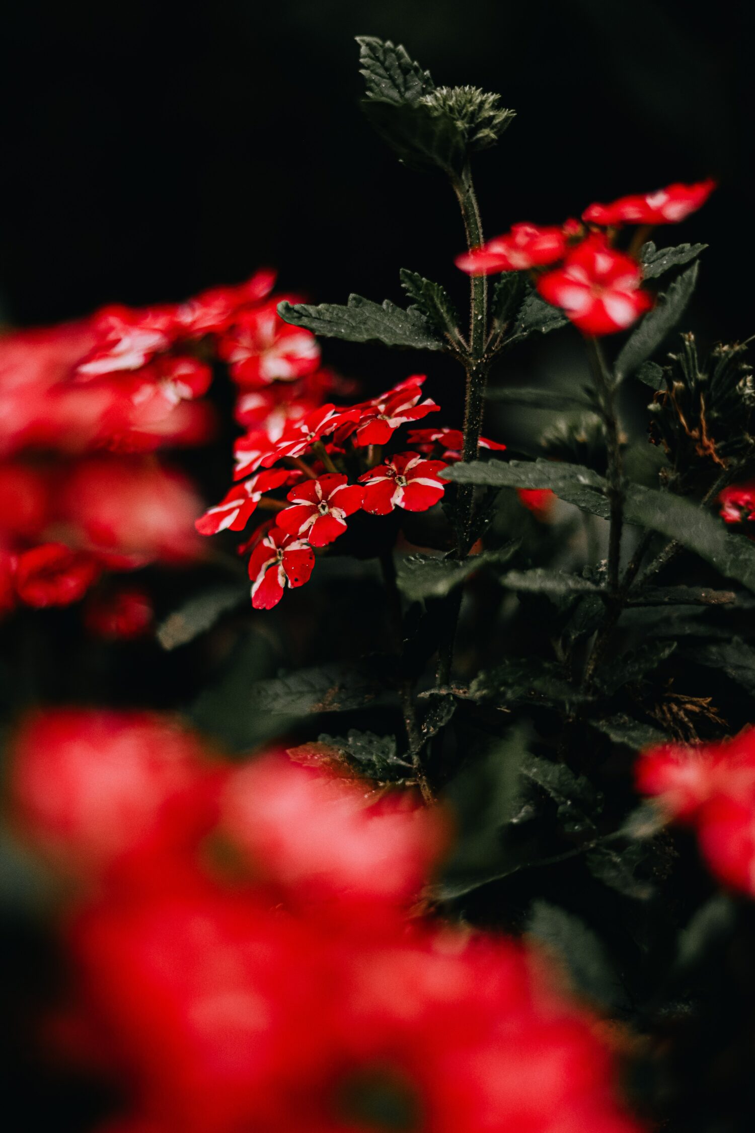 Sudie C. from Odessa, TX. – Blue Ridge Conference – West Virginia -1969