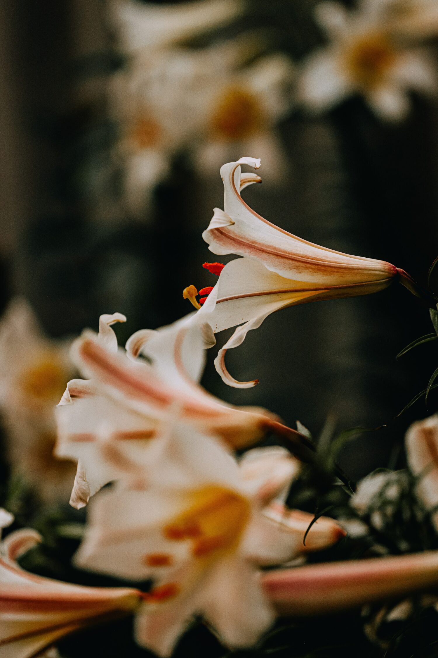 Patricia G. (AFG) from Lubbock, TX. – 26th Panhandle Jamboree – Scottsbluff, NE. – 4/25/1982