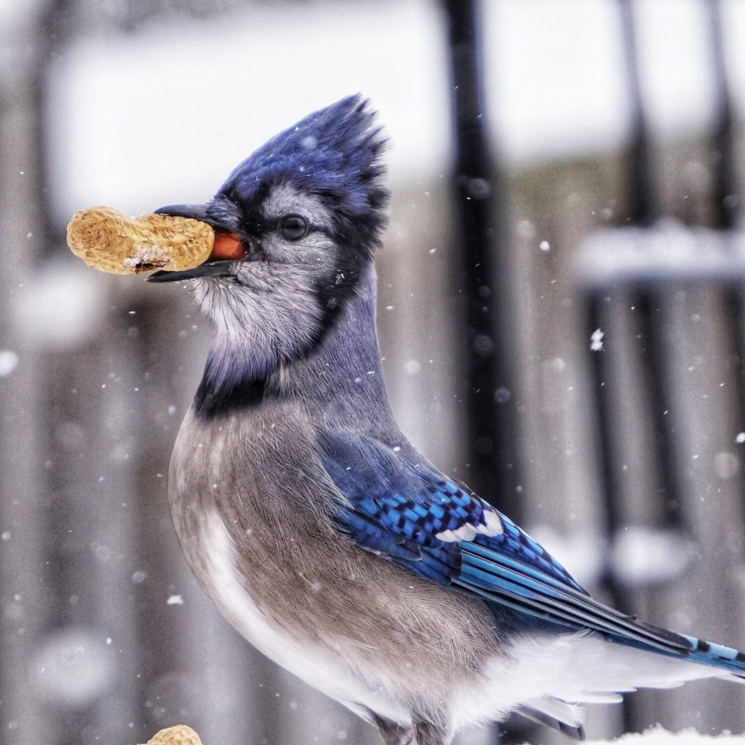 Chris R. from Ingram, TX -Bluff City Roundup – Memphis, TN – 10/14/2004