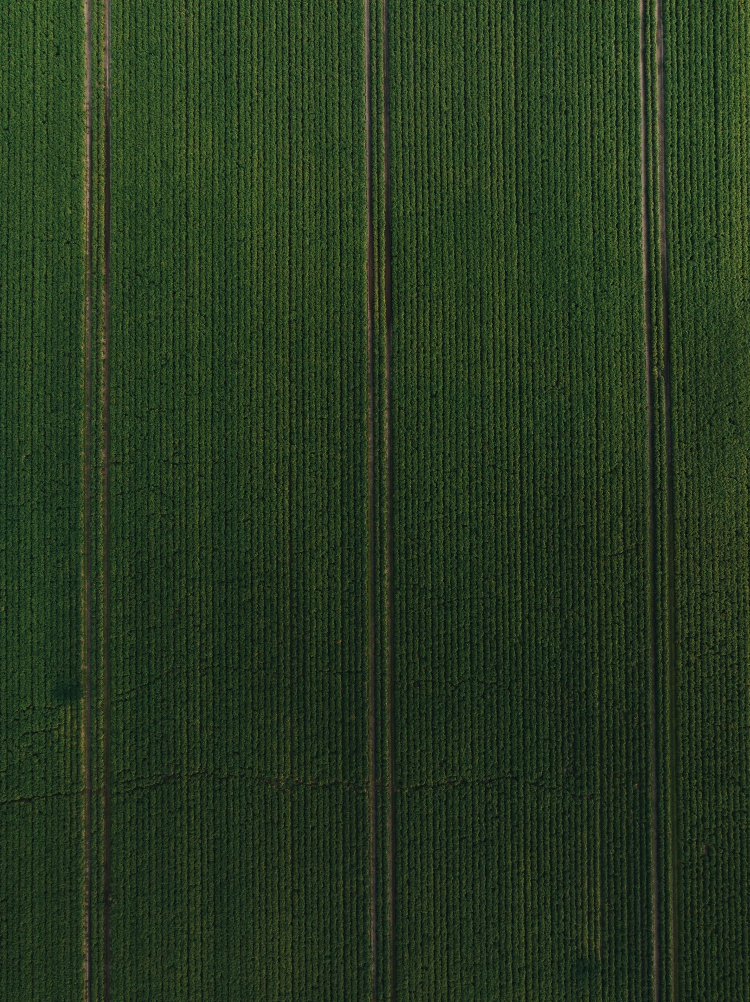 Sandy B. from Tampa, FL. – @ 25th Annual Contra Costa Center – Pleasant Hill, CA. – 9/21/1991