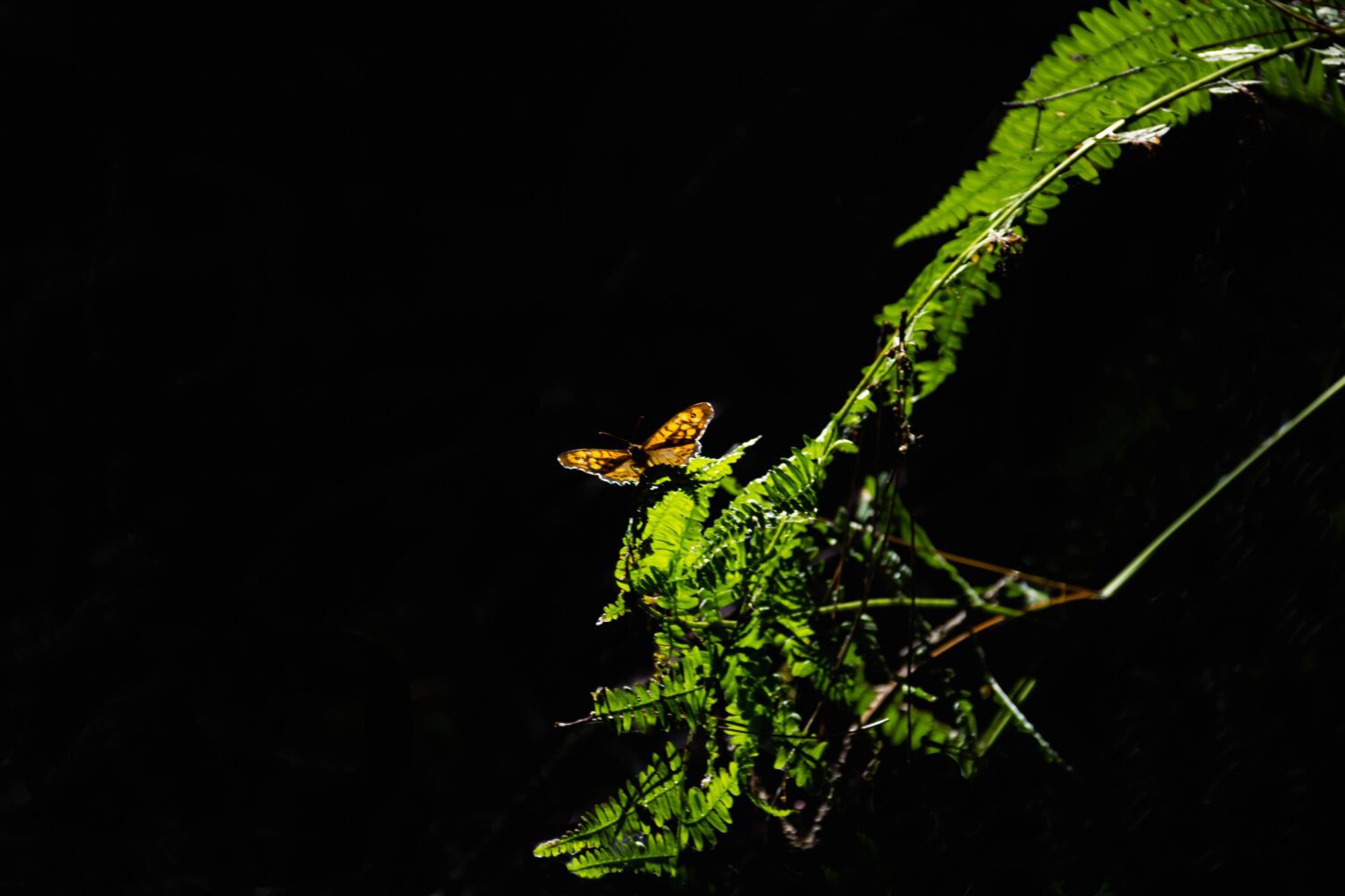 Elsa C. (AFG) from Laguna Beach, CA. – 20th Tennessee State Convention – Memphis, TN. – 4/16/1971