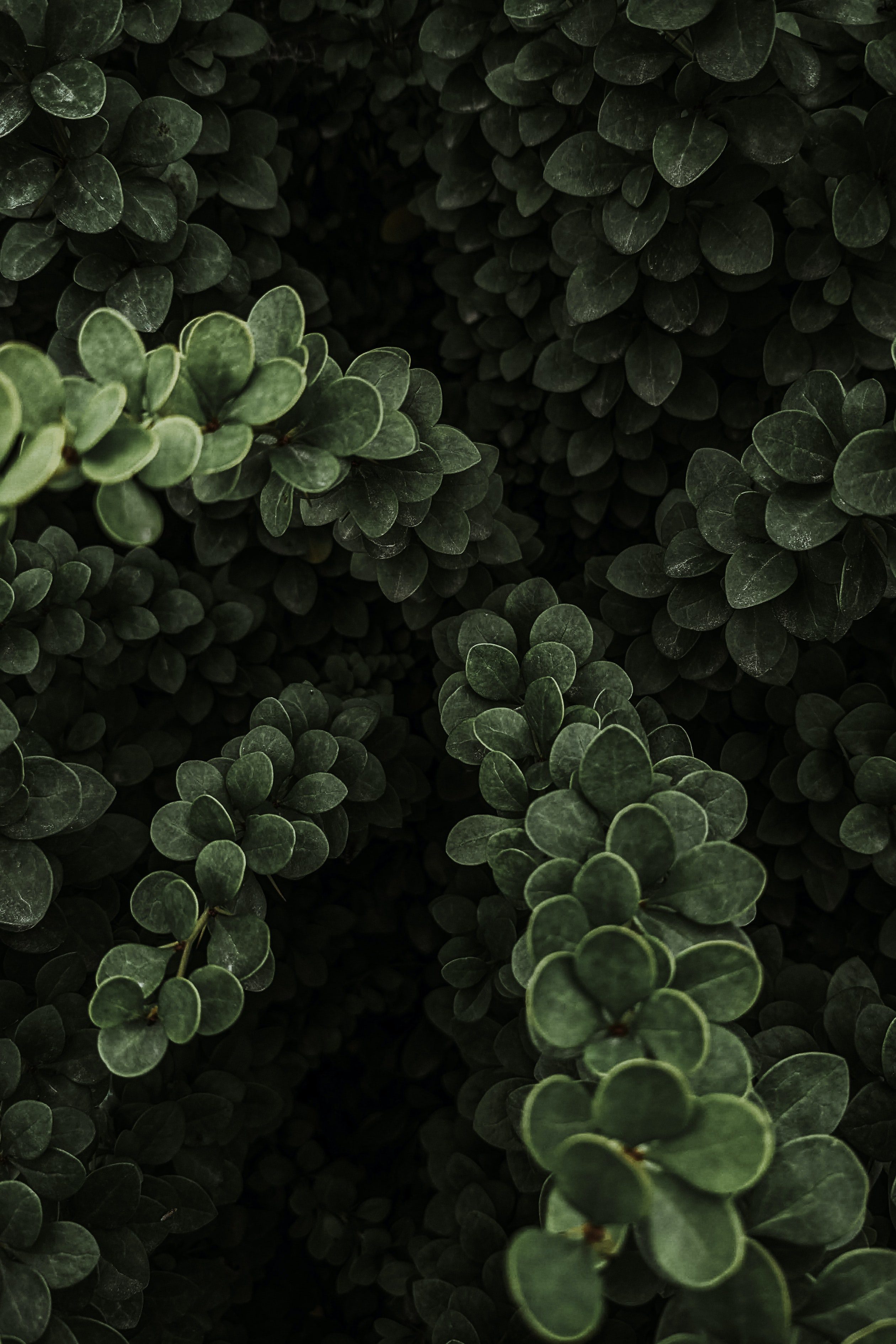 Dottie H. from Lakeside, CA @ Fall Classic Convention St. Louis, MO -8/29-8/31/1986