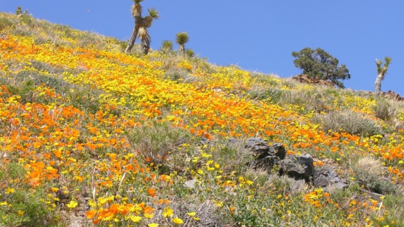 CeCe G – Atlanta, GA – Desert Pow Wow – Indian Wells, CA – 05-27-2005